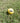 High Bounce Pet Ball