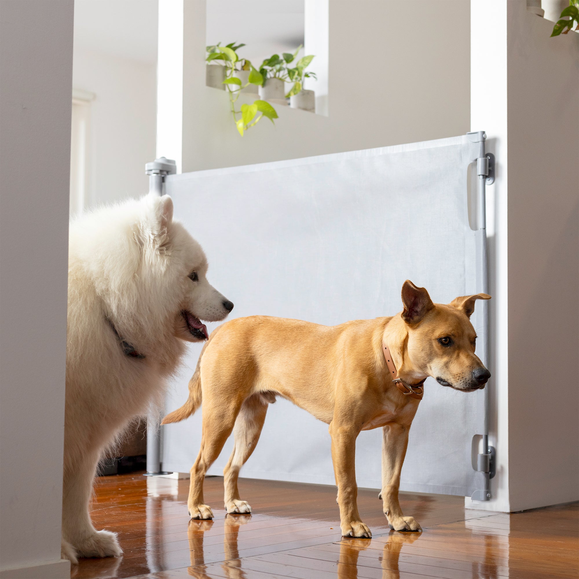 71" Wide Paw Proof Retractable Dog Gate - 2 Pack