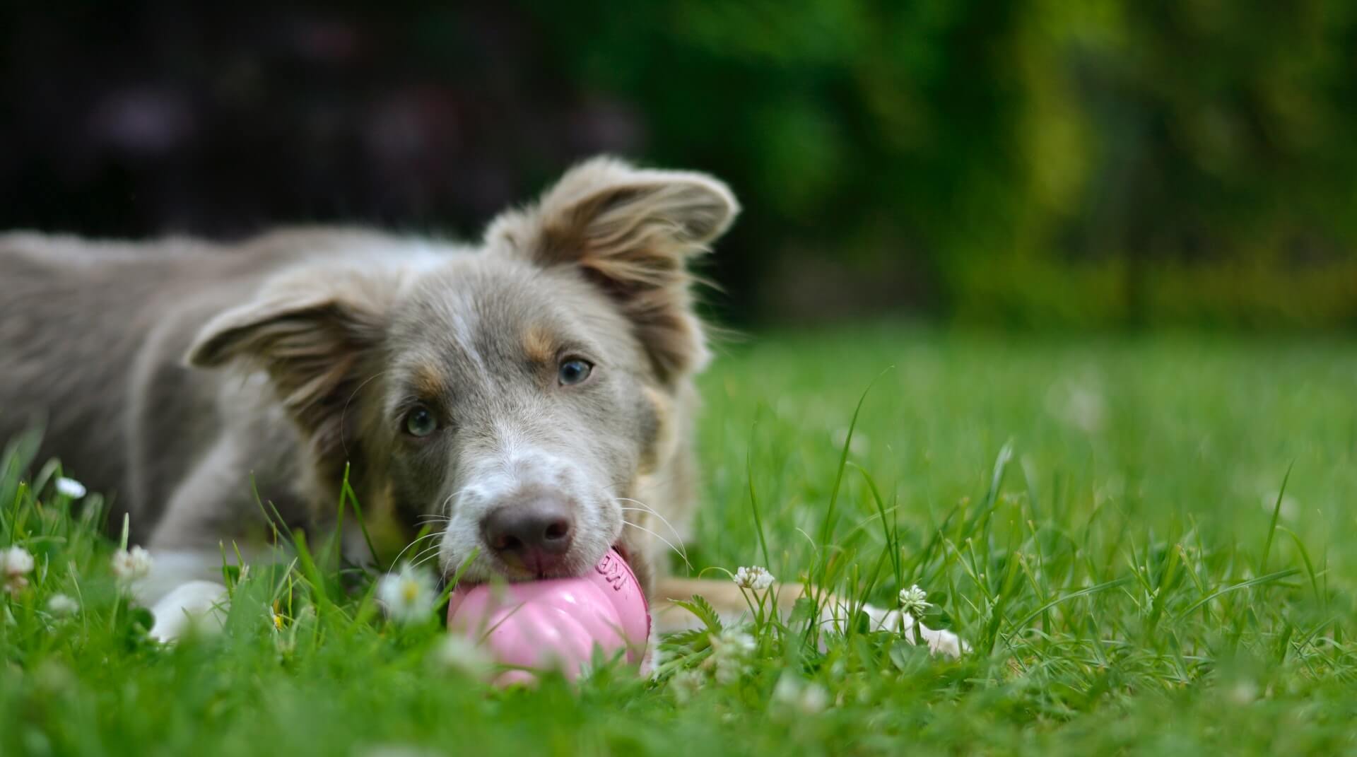 How To Prevent Your Dog from Chewing The Pet Door Flap