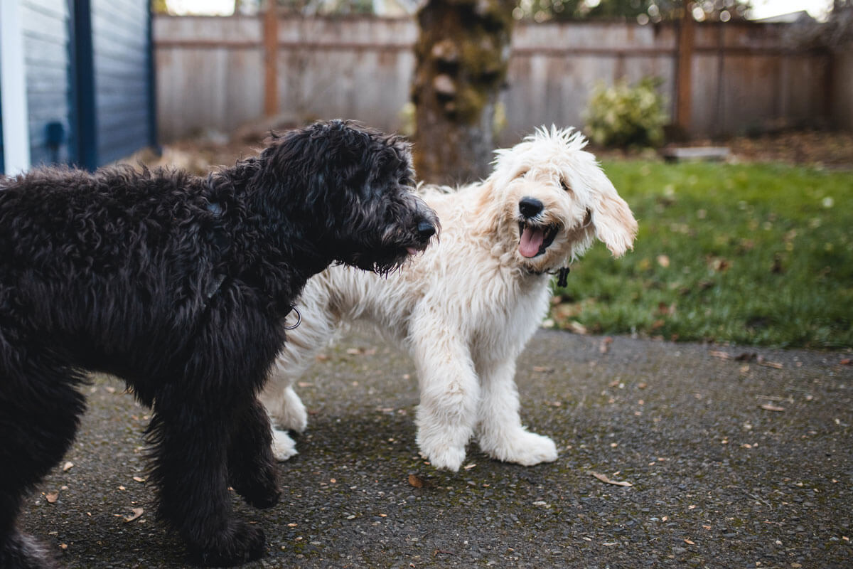 10 Things You Should Know About Your Dog’s Bark