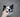 How To Train Your Dog To Use A Pet Door